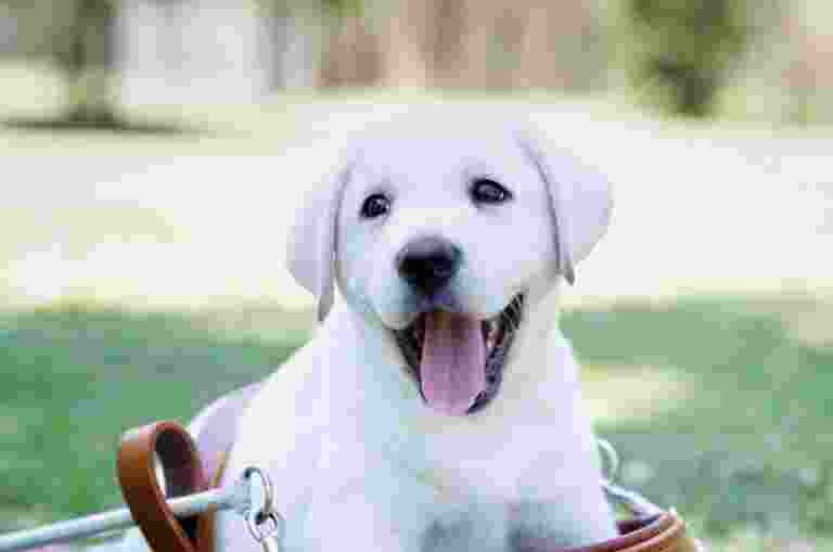 Yellow Labrador puppy sitting in a large Guide Dog harness