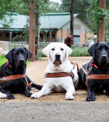 Play a unique role in a Guide Dog&#8217;s story