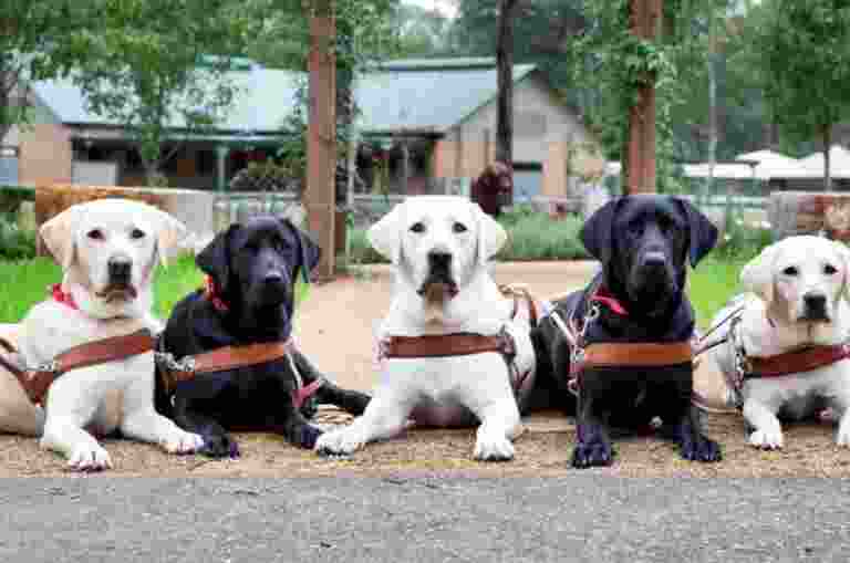 Latest graduating class of 2019 Guide Dogs