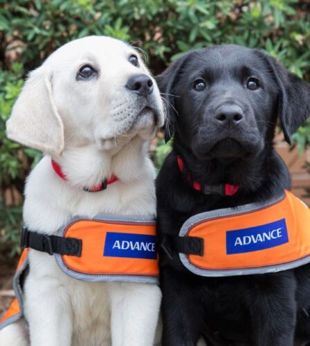 Guide Dogs Australia ranked on the 2019 National Reputation Health Report
