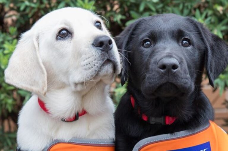 Guide Dogs Australia ranked on the 2019 National Reputation Health Report
