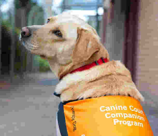 A yellow labrador Canine Court Companion Dog who is wearing a Guide Dog Canine Court Companion jacket. The dogs sitting not facing the camera but has turned their head so their face is.