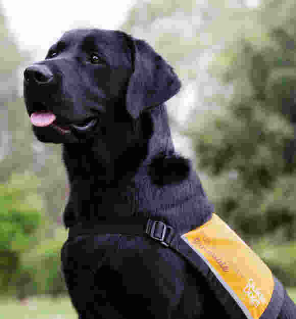 A black labrador Pets as Therapy Dog. The dog is seated outside on its back legs and it's wearing a Pets as Therapy dog coat. The dog is looking to the left of the camera.