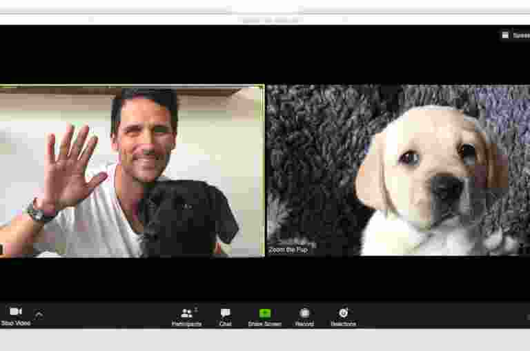 Screen shot of previous Zoom meeting with GDMI and black Labrador in one screen on a call with a yellow Labrador puppy.
