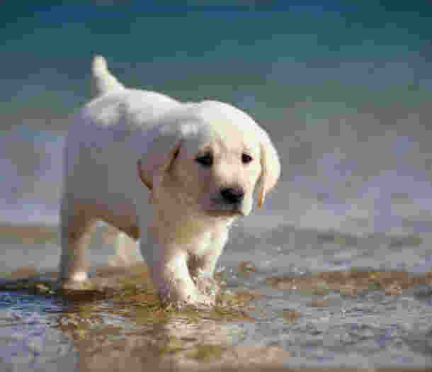 A six week old yellow labrador puppy walking through some shallow water.