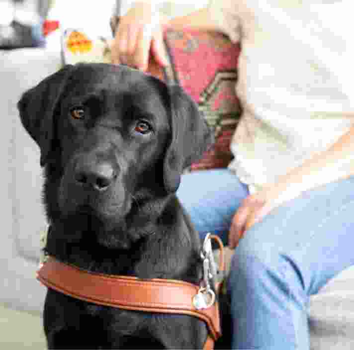 Black labrador dog in harness sitting next to its handlers leg.