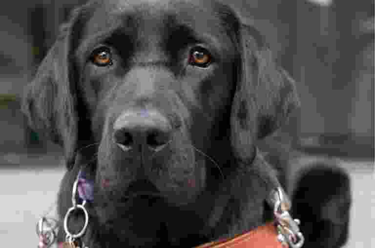A black labrador Guide Dog in harness looking straight at the camera.