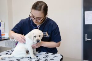 A veterinarian examining an eight week old yellow labrador puppy. The puppy is on an examination bench and looking at the camera
