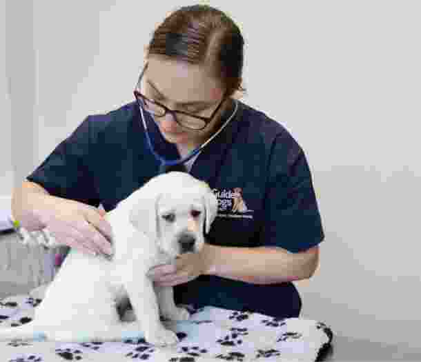 A veterinarian examining an eight week old yellow labrador puppy. The puppy is on an examination bench and looking at the camera