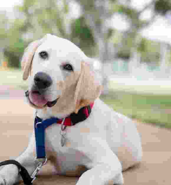 A sixteen week old yellow labrador puppy sitting outside on a footpath. The puppy is looking at the camera with its head tilted to the right.