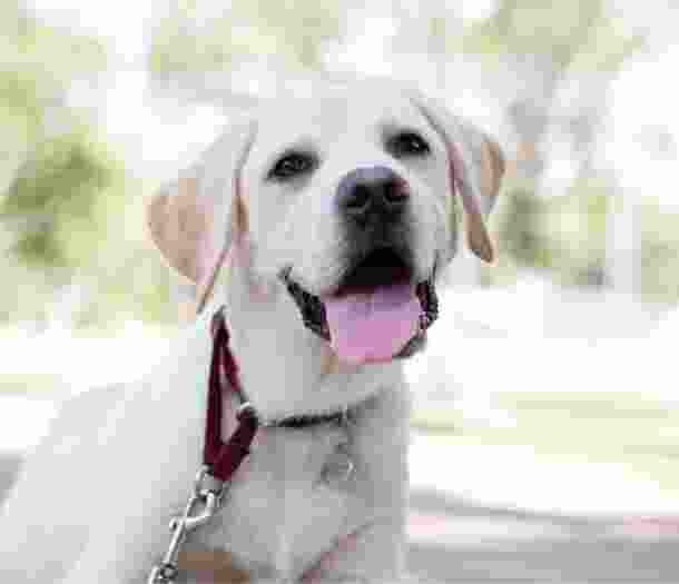 A yellow labrador dog standing outside on a lead looking at the camera with an open mouth.