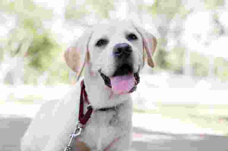 A yellow labrador dog standing outside on a lead looking at the camera with an open mouth.