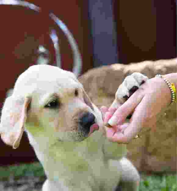 A ten week old yellow labrador puppy eating some dog food from a person's hands.