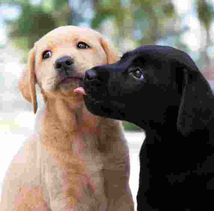 Two Labrador puppies sit next to each other outside