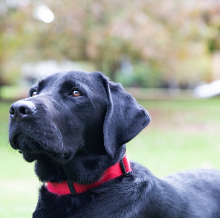 Reclassified & rehomed dogs - Guide Dogs NSW/ACT
