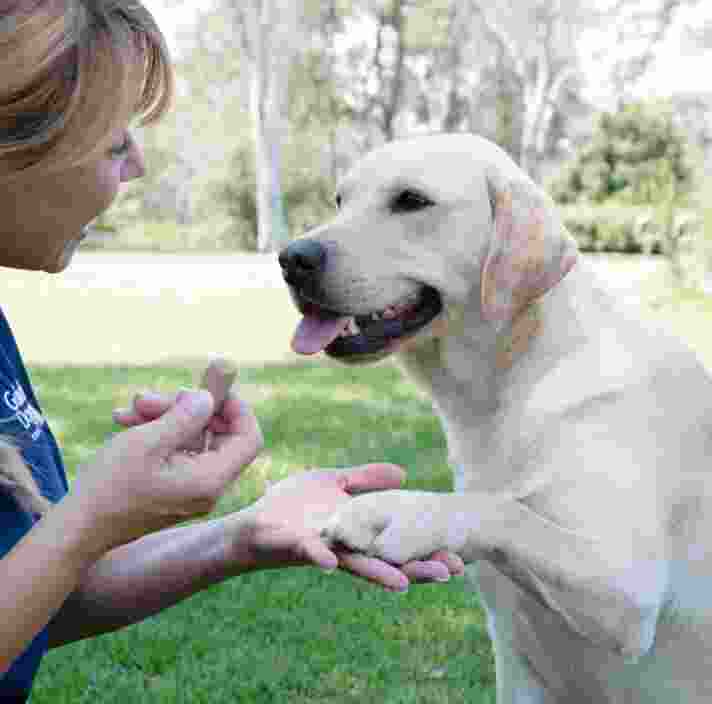 A yellow labrador dog sitting on its back legs outside with a person in front of the dog. The dog has one of its front paws lifted into the hand of the person and the person is holding a piece of dog food in their hand.