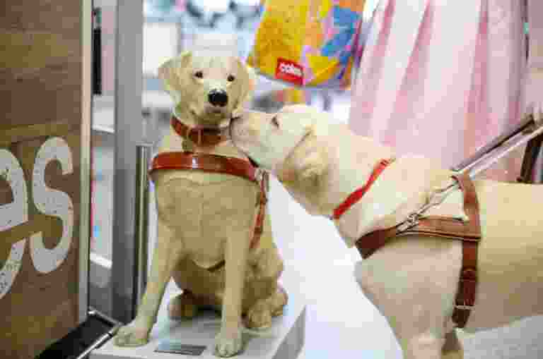 A yellow labrador Guide Dog in harness sniffing a large Guide Dogs collection dog.