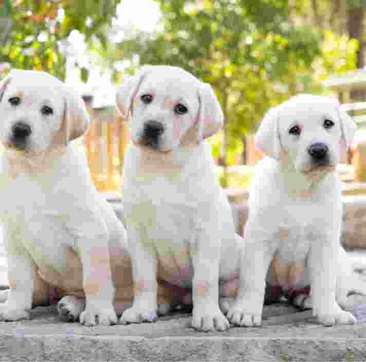 Three yellow Labrador puppies sitting next to each other