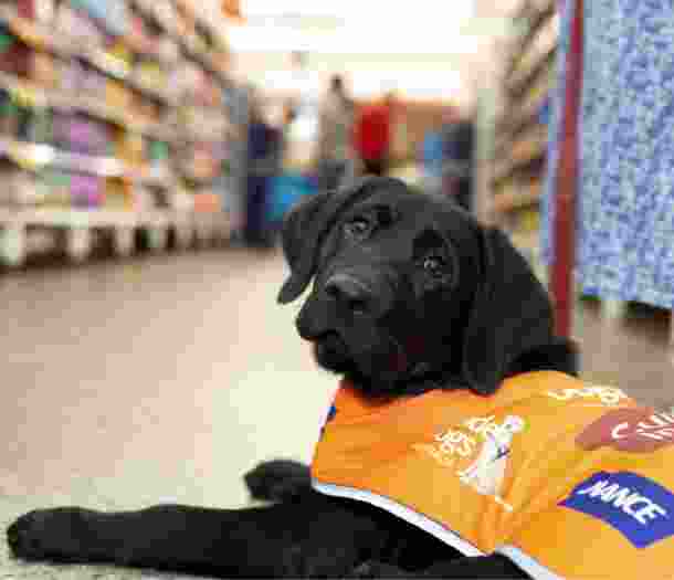 A black 16 week old labrador puppy sitting on the ground of a shop wearing its Guide Dog in Training jacket. The puppy is looking at the camera.