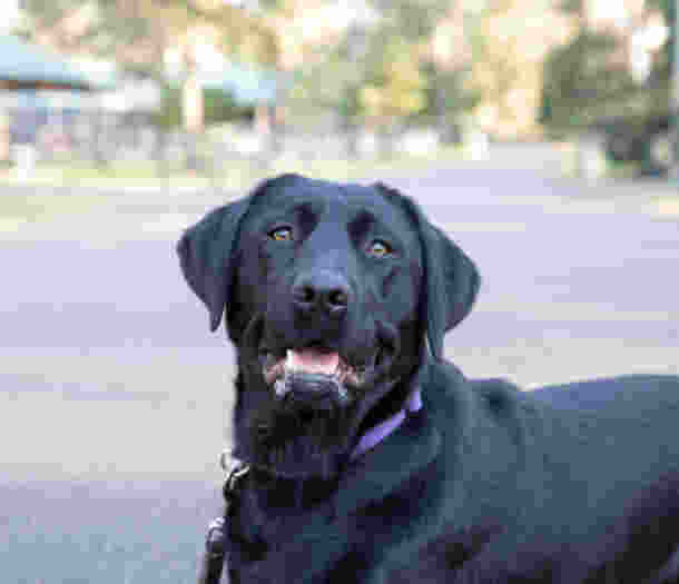 A black labrador is lying down and looking at the camera.