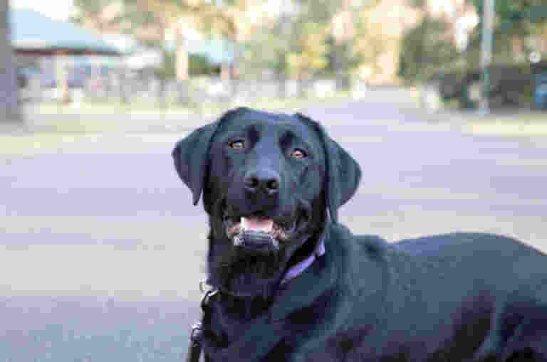 A black labrador is lying down and looking at the camera.