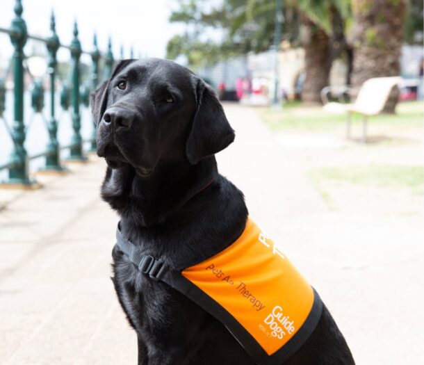 Therapy Dogs - Guide Dogs NSW/ACT