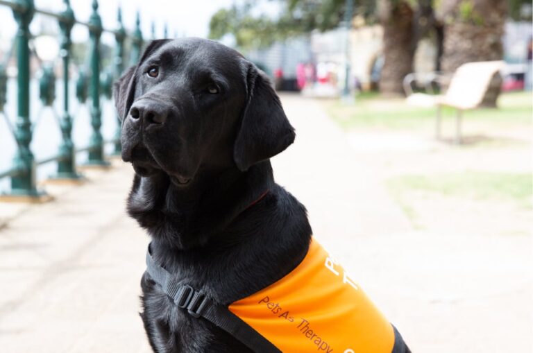 A black labrador Pets as Therapy Dog. The dog is seated outside on its back legs and it's wearing a Pets as Therapy dog coat. The dog is looking at the camera with its head tilted slightly.