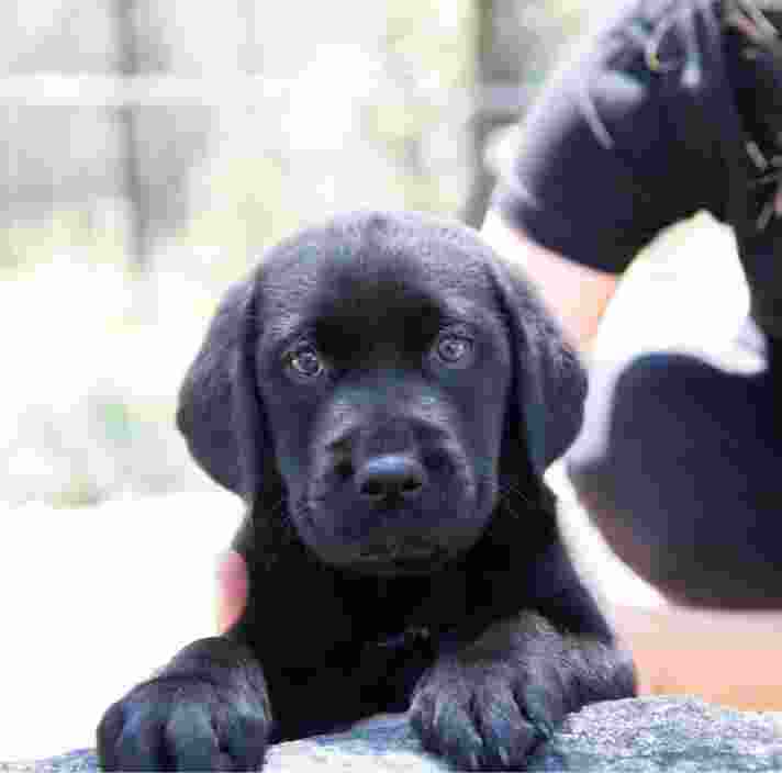An eight week old black labrador puppy looking at the camera whilst its front paws are perched on a ledge. The puppy is outside and a person is supporting the puppy.