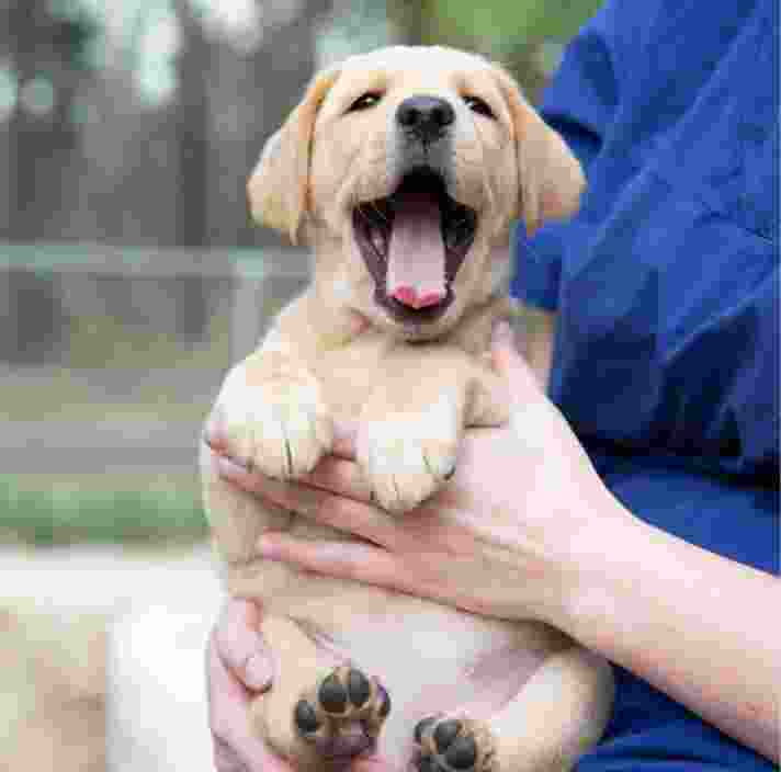 An eight week old caramel puppy being held by a person whilst outside. The puppy's mouth is wide open and looking at the camera.