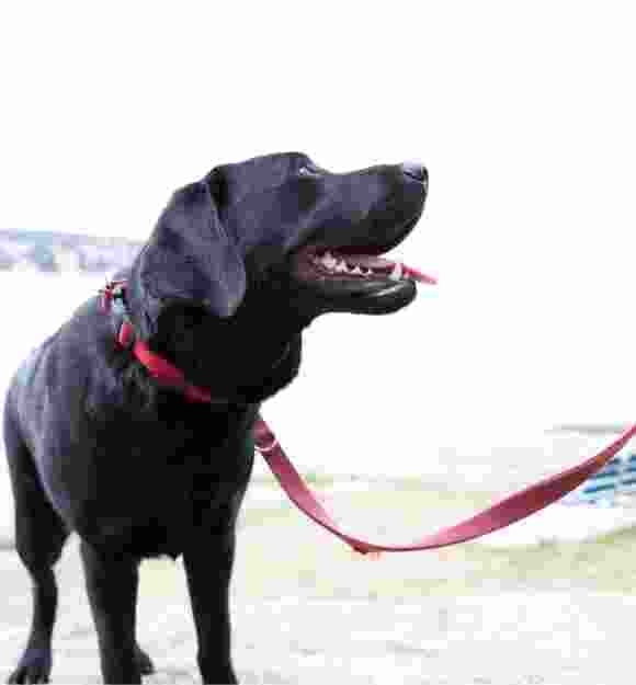 A black labrador dog on a red lead with its handler. It is looking up to its handler.