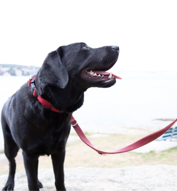 Guide Dog training Guide Dogs NSW/ACT