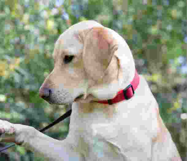 A yellow labrador dog outside. The dog is in a profile view.