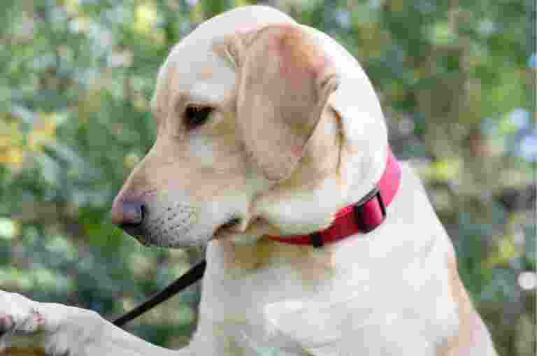 A yellow labrador dog outside. The dog is in a profile view.