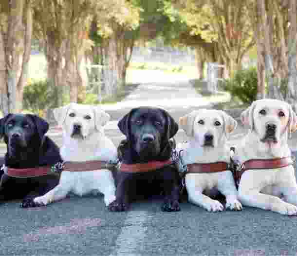Five labrador Guide Dogs in harness, three yellow and two black, seated flat on the ground outside. They are all looking at the camera and there are trees in the background.