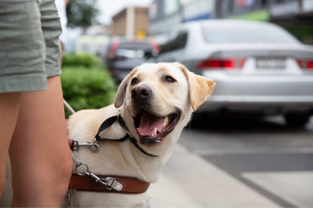 A yellow labrador Guide Dog, wearing a harness. The dog is looking up at its handler.