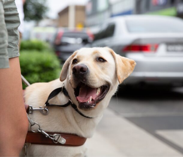 Guide Dog training - Guide Dogs NSW/ACT