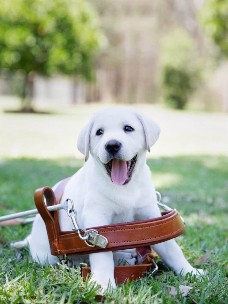 A yellow Labrador puppy sitting in a Guide Dog harness