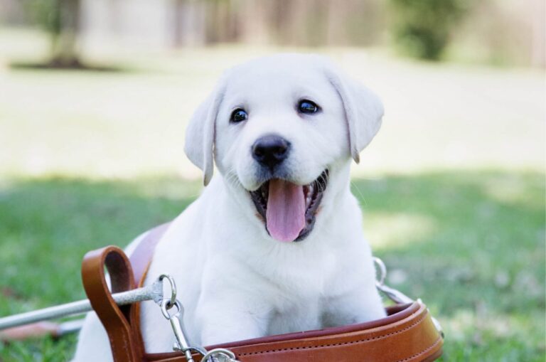A yellow Labrador puppy sitting in a Guide Dog harness
