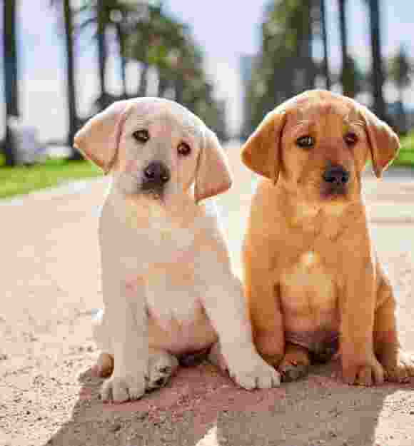 Two eight week old puppies, one yellow and one carmel, sitting outside next to each other on a path. They are both looking at the camera.