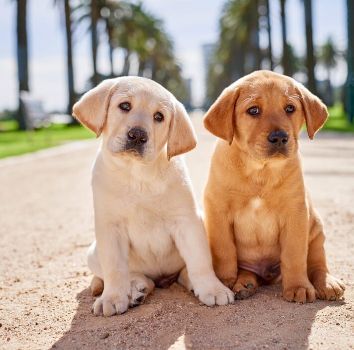 Two eight week old puppies, one yellow and one carmel, sitting outside next to each other on a path. They are both looking at the camera.