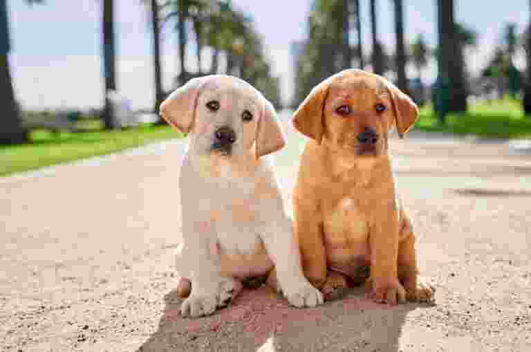 Two eight week old puppies, one yellow and one carmel, sitting outside next to each other on a path. They are both looking at the camera.