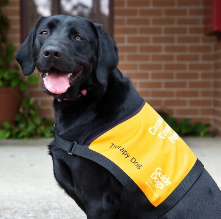 The NSW Canine Court Companion Program - Guide Dogs NSW/ACT