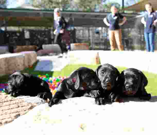 Four eight week old labrador puppies sitting outside. Their front paws are perched on a ledge and there are multicolored balls and people in the background.