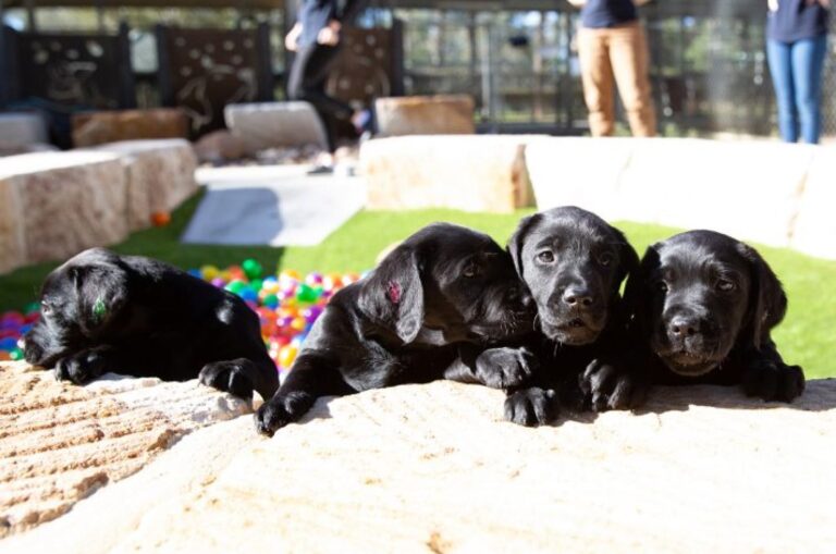 Four eight week old labrador puppies sitting outside. Their front paws are perched on a ledge and there are multicoloured balls and people in the background.