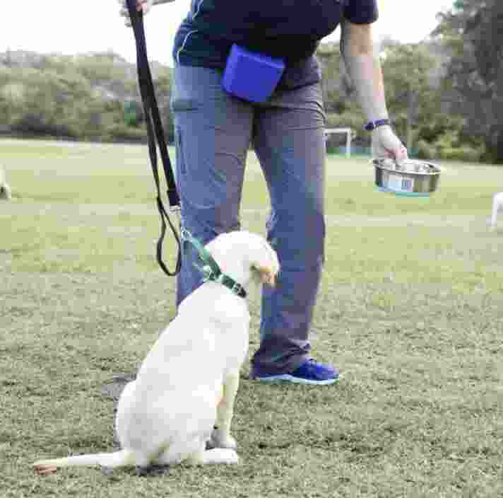 A person holding a bowl of dog food in front of a yellow labrador dog. The dog is sitting on its back legs.