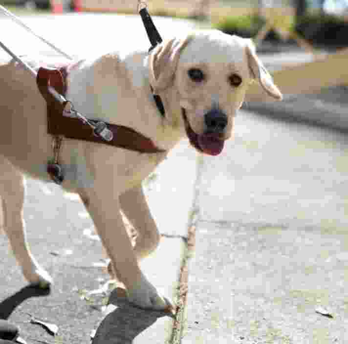A yellow labrador Guide Dog in harness outside on a footpath. The dog is looking at the camera.