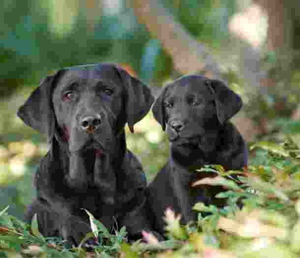 A black labrador dog with a ten week old black labrador puppy. The dog and puppy are seated next to each other outside in a grassed area.