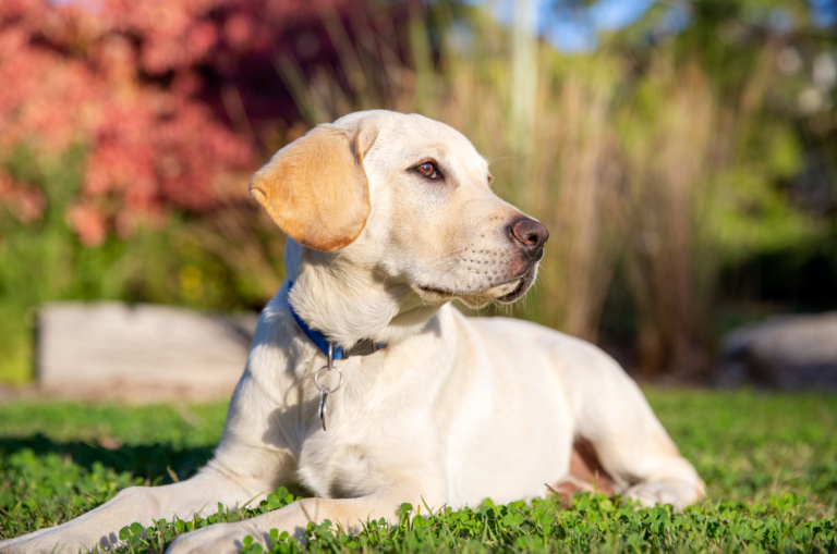 Guide Dog Tales Spring 2021