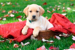 A yellow Labrador puppy sitting on a blanket in a basket