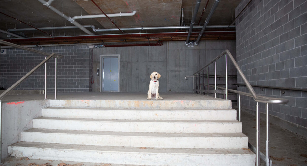 Puppy at the St Leonards site.